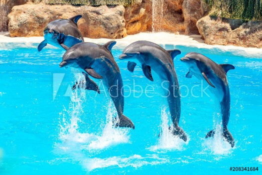 Picture of Beautiful dolphin swimming Dolphin jumping above blue water in the Ocean